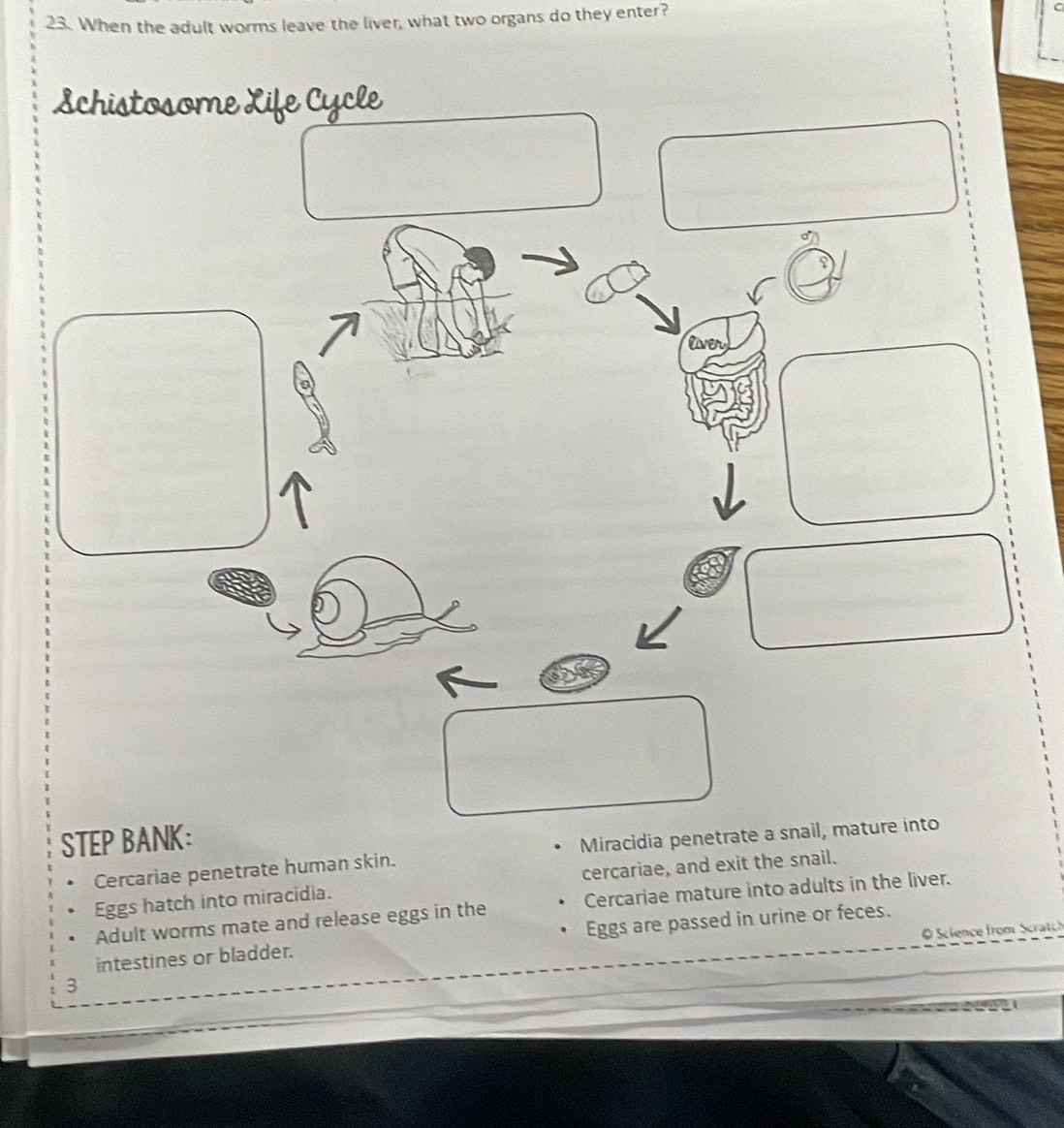 When the adult worms leave the liver, what two organs do they enter? C 
Schistosome Life Cycle 
lver 
STEP BANK: 
Cercariae penetrate human skin. Miracidia penetrate a snail, mature into 
Eggs hatch into miracidia. cercariae, and exit the snail. 
Adult worms mate and release eggs in the Cercariae mature into adults in the liver. 
O Science from Scratch 
intestines or bladder. Eggs are passed in urine or feces. 
3