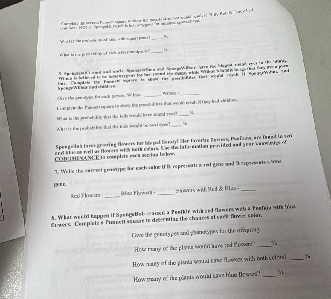Complete the second Punnett square to show the possibilities that would result if Billy Bob & Gerdy had 
children. NOTE: SpongeBillyBob is heterozygous for his squarepantsshape. 
What is the probability of kids with squarepants? _ %
What is the probability of kids with roundpants? _ %
5. SpongeBob’s aunt and uncle, SpongeWilma and SpongeWilbur, have the biggest round eyes in the family. 
Wilma is believed to be heterozygous for her round eye shape, while Wilbur's family brags that they are a pure 
line. Complete the Punnett square to show the possibilities that would result if SpongeWilma and 
SpongeWilbur had children. 
Give the genotype for each person. Wilma - _Wilbur -_ 
Complete the Punnett square to show the possibilities that would result if they had children. 
What is the probability that the kids would have round eyes? _ %
What is the probability that the kids would be oval eyes? _ %
SpongeBob loves growing flowers for his pal Sandy! Her favorite flowers, Poofkins, are found in red 
and blue as well as flowers with both colors. Use the information provided and your knowledge of 
CODOMINANCE to complete each section below. 
7. Write the correct genotype for each color if R represents a red gene and B represents a blue 
gene. 
Red Flowers - _Blue Flowers -_ Flowers with Red & Blue -_ 
8. What would happen if SpongeBob crossed a Poofkin with red flowers with a Poofkin with blue 
flowers. Complete a Punnett square to determine the chances of each flower color. 
Give the genotypes and phenotypes for the offspring. 
How many of the plants would have red flowers? _ %
How many of the plants would have flowers with both colors? _ %
How many of the plants would have blue flowers? _ %