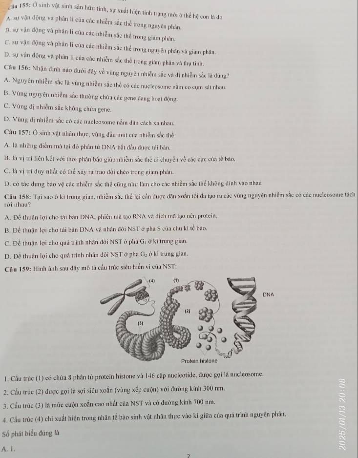 Cău 155: Ở sinh vật sinh sản hữu tinh, sự xuất hiện tính trạng mới ở thể hệ con là do
A. sự vận động và phân li của các nhiễm sắc thể trong nguyên phân.
B. sự vận động và phân li của các nhiễm sắc thể trong giảm phân.
C. sự vận động và phân li của các nhiễm sắc thể trong nguyên phân và giám phân.
D. sự vận động và phân li của các nhiễm sắc thể trong giảm phân và thụ tinh.
Câu 156: Nhận định nào dưới đây về vùng nguyên nhiễm sắc và dị nhiễm sắc là đúng?
A. Nguyên nhiễm sắc là vùng nhiễm sắc thể có các nucleosome nằm co cụm sát nhau.
B. Vùng nguyên nhiễm sắc thường chứa các gene đang hoạt động.
C. Vùng đị nhiễm sắc không chứa gene.
D. Vùng đị nhiễm sắc có các nucleosome nằm dân cách xa nhau.
Câu 57:0 * sinh vật nhân thực, vùng đầu mút của nhiễm sắc thể
A. là những điểm mà tại đó phân từ DNA bắt đầu được tái bán.
B. là vị trí liên kết với thoi phân bào giúp nhiễm sắc thể di chuyển về các cực của tế bào.
C. là vị trí đuy nhất có thể xây ra trao đổi chéo trong giám phân.
D. có tác dụng báo vệ các nhiễm sắc thể cũng như làm cho các nhiễm sắc thể không dinh vào nhau
Câu 158: Tại sao ở kì trung gian, nhiễm sắc thể lại cần được dân xoắn tối đa tạo ra các vùng nguyên nhiễm sắc có các nucleosome tách
rời nhau?
A. Để thuận lợi cho tái bản DNA, phiên mã tạo RNA và địch mã tạo nên protein,
B. Để thuận lợi cho tái bản DNA và nhân đôi NST ở pha S của chu kỉ tế bào.
C. Để thuận lợi cho quá trình nhân đôi NST ở pha G_1 ở kì trung gian.
D. Để thuận lợi cho quá trình nhân đôi NST ở pha G_2 ở ki trung gian.
Câu 159: Hình ảnh sau đây mô tả cầu trúc siêu hiển vi của NST:
1. Cầu trúc (1) có chứa 8 phân tử protein histone và 146 cặp nucleotide, được gọi là nucleosome.
2. Cầu trúc (2) được gọi là sợi siêu xoắn (vùng xếp cuộn) với đường kính 300 nm.
3. Cấu trúc (3) là mức cuộn xoắn cao nhất của NST và có đường kính 700 nm.
4. Cầu trúc (4) chỉ xuất hiện trong nhân tế bào sinh vật nhân thực vào kì giữa của quá trình nguyên phân.
Số phát biểu đúng là
A. 1.