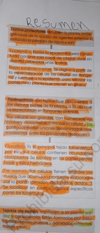 Tejidos protectores: recubren la planta, prote- 
giéndola de la acción de agentes externos y 
evitando la pérdida de agua y son: 
Epidérmico, Forma la epidermis y está consti- 
tuido por una sola capa de células vivas sin 
clorofila adosadas unas a otras. 
Tejido suberoso o súber. Se origina a partír de 
la especialización de las células del felóge- 
no y sustituye a la epidermis para reforzar las 
partes de la planta que crecen en grosor. 
Parénquimas: son tejidos que dan cuerpo a 
las distintas partes de la planta, a la vez que 
se especializan en funciones diversas. 
Sus células son grandes, con numerosas va 
cuolas y cloroplastos. Entre cada célula y las 
contiguas existen uniones denominadas plas- 
modesmos. Entre los principales destacan, 
Ciorofítico. Es el principal tejido fotosintético: 
por ello, sus células contienen abundantes 
cloroplastos. Se localiza en las partes verdes: 
hojas y tallos herbáceos. 
De reserva, Sus células tienen grandes va- 
cuolas que acumulan productos elaborados 
por la planta (almidón, disacáridos, ácidos...). 
Se localizan en ciertos órganos específicos 
como los tubérculos, 
Tejidos de sostén: confieren a la planta soli- 
dez y consistencia, Están formados por célu- 
las de paredes gruesas y adosadas estrecha- 
mente y son: