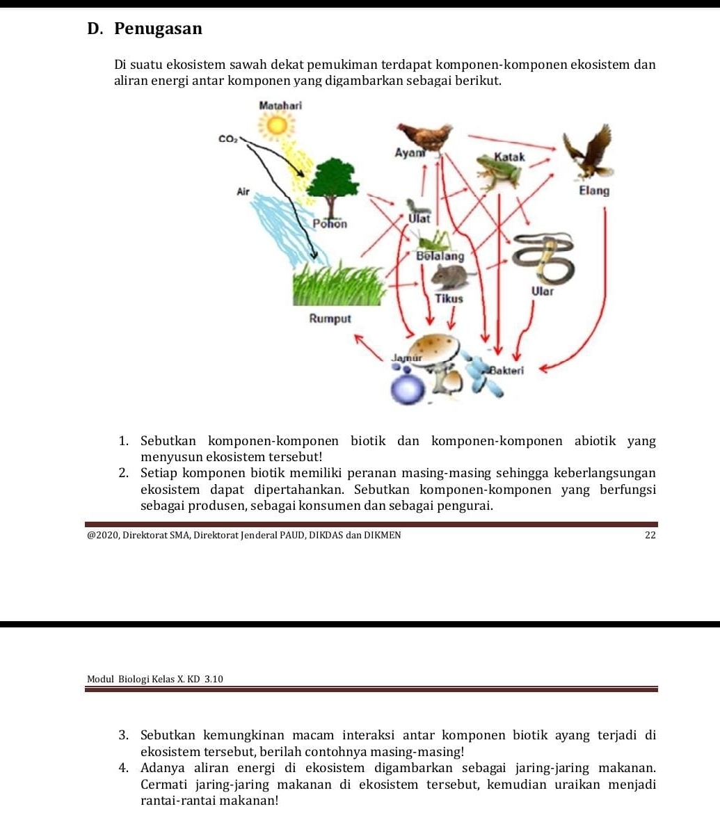 Penugasan
Di suatu ekosistem sawah dekat pemukiman terdapat komponen-komponen ekosistem dan
aliran energi antar komponen yang digambarkan sebagai berikut.
1. Sebutkan komponen-komponen biotik dan komponen-komponen abiotik yang
menyusun ekosistem tersebut!
2. Setiap komponen biotik memiliki peranan masing-masing sehingga keberlangsungan
ekosistem dapat dipertahankan. Sebutkan komponen-komponen yang berfungsi
sebagai produsen, sebagai konsumen dan sebagai pengurai.
@2020, Direktorat SMA, Direktorat Jenderal PAUD, DIKDAS dan DIKMEN 22
Modul Biologi Kelas X. KD 3.10
3. Sebutkan kemungkinan macam interaksi antar komponen biotik ayang terjadi di
ekosistem tersebut, berilah contohnya masing-masing!
4. Adanya aliran energi di ekosistem digambarkan sebagai jaring-jaring makanan.
Cermati jaring-jaring makanan di ekosistem tersebut, kemudian uraikan menjadi
rantai-rantai makanan!