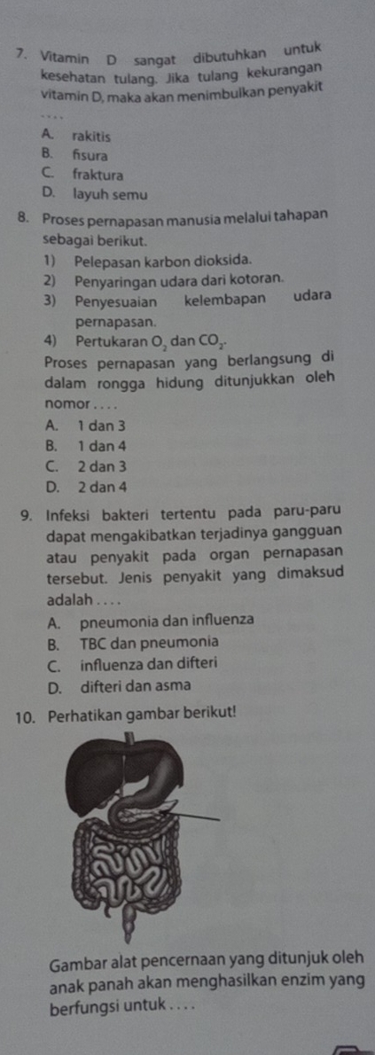 Vitamin D sangat dibutuhkan untuk
kesehatan tulang. Jika tulang kekurangan
vitamin D, maka akan menimbulkan penyakit
A. rakitis
B. fsura
C. fraktura
D. layuh semu
8. Proses pernapasan manusia melalui tahapan
sebagaì berikut.
1) Pelepasan karbon dioksida.
2) Penyaringan udara dari kotoran.
3) Penyesuaian kelembapan udara
pernapasan.
4) Pertukaran O_2 dan CO_2. 
Proses pernapasan yang berlangsung di
dalam rongga hidung ditunjukkan oleh
nomor . . . .
A. 1 dan 3
B. 1 dan 4
C. 2 dan 3
D. 2 dan 4
9. Infeksi bakteri tertentu pada paru-paru
dapat mengakibatkan terjadinya gangguan
atau penyakit pada organ pernapasan
tersebut. Jenis penyakit yang dimaksud
adalah . . . .
A. pneumonia dan influenza
B. TBC dan pneumonia
C. influenza dan difteri
D. difteri dan asma
10. Perhatikan gambar berikut!
Gambar alat pencernaan yang ditunjuk oleh
anak panah akan menghasilkan enzim yang
berfungsi untuk . . . .