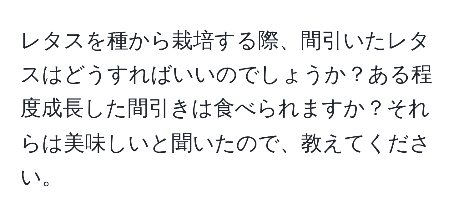 レタスを種から栽培する際、間引いたレタスはどうすればいいのでしょうか？ある程度成長した間引きは食べられますか？それらは美味しいと聞いたので、教えてください。