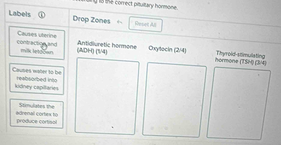 ing to the correct pituitary hormone. 
Labels a Drop Zones Reset All 
Causes uterine 
contraction and Antidiuretic hormone Oxytocin (2/4) Thyroid-stimulating 
milk letdown (ADH) (1/4)
hormone (TSH) (3/4)
Causes water to be 
reabsorbed into 
kidney capillaries 
Stimulates the 
adrenal cortex to 
produce cortisol