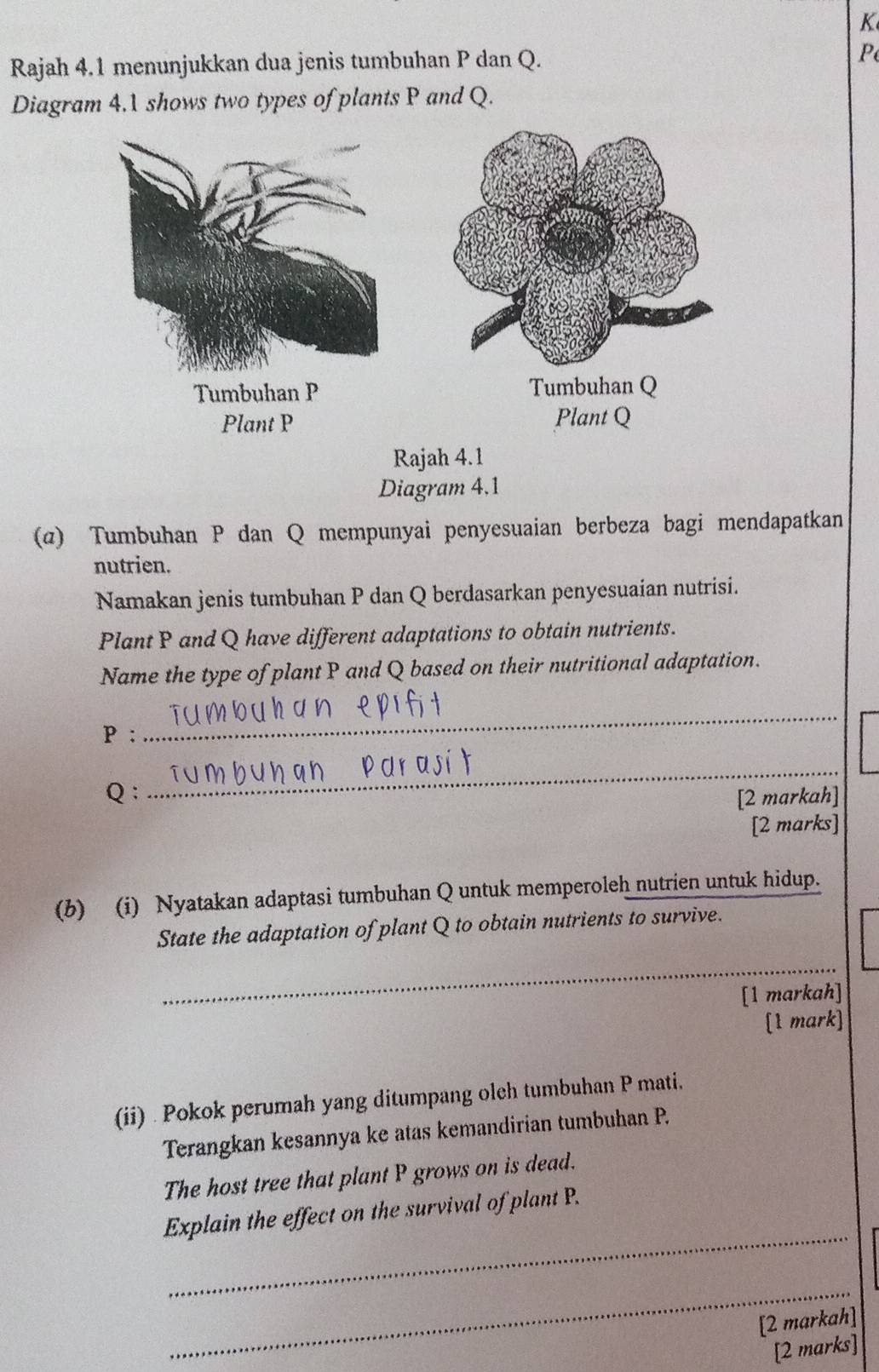 Rajah 4.1 menunjukkan dua jenis tumbuhan P dan Q. P 
Diagram 4.1 shows two types of plants P and Q. 
(α) Tumbuhan P dan Q mempunyai penyesuaian berbeza bagi mendapatkan 
nutrien. 
Namakan jenis tumbuhan P dan Q berdasarkan penyesuaian nutrisi. 
Plant P and Q have different adaptations to obtain nutrients. 
Name the type of plant P and Q based on their nutritional adaptation.
P : 
_
Q : 
_ 
[2 markah] 
[2 marks] 
(b) (i) Nyatakan adaptasi tumbuhan Q untuk memperoleh nutrien untuk hidup. 
State the adaptation of plant Q to obtain nutrients to survive. 
_ 
[1 markah] 
[1 mark] 
(ii) . Pokok perumah yang ditumpang oleh tumbuhan P mati, 
Terangkan kesannya ke atas kemandirian tumbuhan P. 
The host tree that plant P grows on is dead. 
_ 
Explain the effect on the survival of plant P. 
_ 
[2 markah] 
[2 marks]