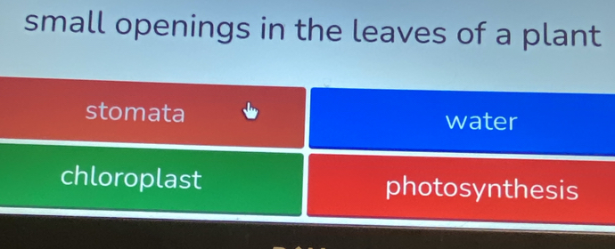 small openings in the leaves of a plant
stomata water
chloroplast photosynthesis