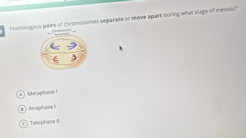 Homologous pairs of chromosomes separate or move apart during what stage of meiosis?'
MetaphaseI
B Anaphase I
c Telophase II