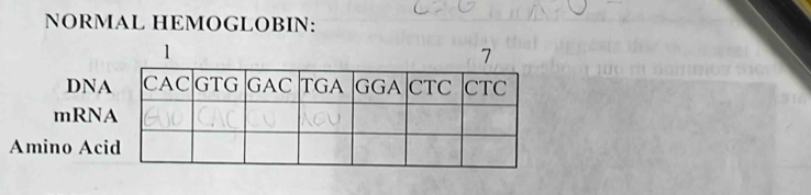 NORMAL HEMOGLOBIN: 
DNA 
mRN 
Amino Ac