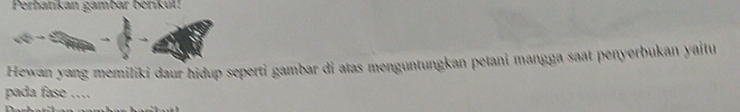 Perhatikan gambar berikul! 
Hewan yang memiliki daur hidup seperti gambar di atas menguntungkan petani mangga saat penyerbukan yaitu 
pada fase …