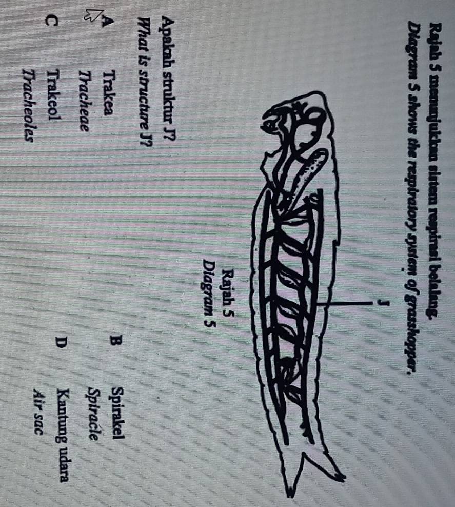 Rajah 5 menunjukkan sistem respirasi belalang.
Diagram 5 shows the respiratory system of grasshopper.
Apakah struktur J?
What is structure J?
B
A Trakea Spirakel
Tracheae Spiracle
D
C Trakeol Kantung udara
Tracheoles Air sac