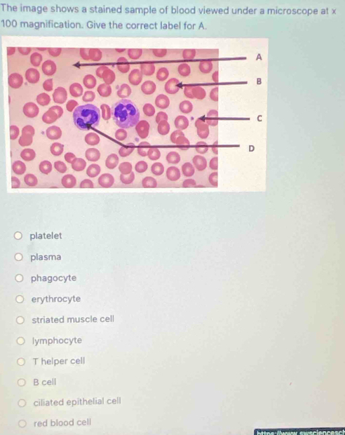 The image shows a stained sample of blood viewed under a microscope at x
100 magnification. Give the correct label for A.
platelet
plasma
phagocyte
erythrocyte
striated muscle cell
lymphocyte
T helper cell
B cell
ciliated epithelial cell
red blood cell