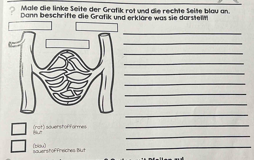 Male die linke Seite der Grafik rot und die rechte Seite blau an. 
Dann beschrifte die Grafik und erkläre was sie darstellt! 
_ 
_ 
_ 
_ 
_ 
_ 
_ 
_ 
_ 
(rot) sauerstoffarmes 
_ 
_ 
Blut 
(blau) 
sauerstoffreiches Blut 
_