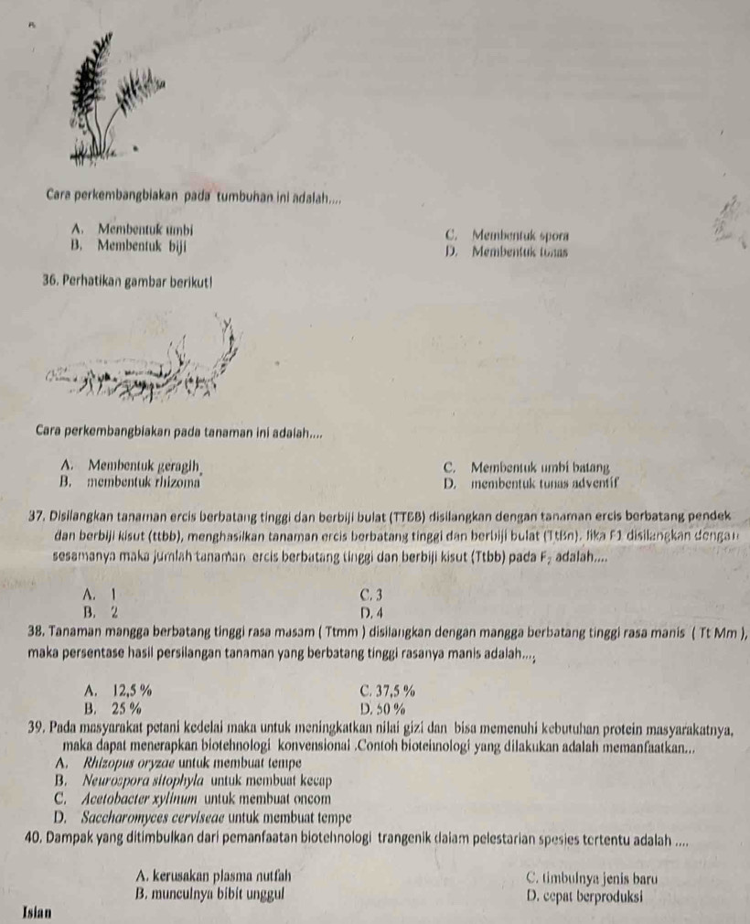 Cara perkembangbiakan pada tumbuhan ini adalah.....
A. Membentuk umbi C. Membentuk spora
B. Membentuk biji D. Membentuk tonas
36. Perhatikan gambar berikut!
Cara perkembangbiakan pada tanaman ini adaiah....
A. Membentuk geragih C. Membentuk umbi batan
B. membentuk rhizoma D. membentuk tunas adventíf
37. Disilangkan tanaman ercis berbatang tinggi dan berbiji bulat (TTEB) disilangkan dengan tanaman ercis berbatang pendek
dan berbiji kisut (ttbb), menghasilkan tanaman ercis berbatang tinggi dan berbiji bulat (TtBn). lika F1 disilangkan dengan
sesamanya maka jumlah tanaman ercis berbatang tinggi dan berbiji kisut (Ttbb) pada F_2 adalah....
A. 1 C. 3
B. 2 D. 4
38. Tanaman mangga berbatang tinggi rasa masam ( Ttmm ) disilangkan dengan mangga berbatang tinggi rasa manis ( Tt Mm ),
maka persentase hasil persilangan tanaman yang berbatang tinggi rasanya manis adalah...;
A. 12,5 % C. 37,5 %
B. 25 % D. 50 %
39. Pada masyarakat petani kedelai maka untuk meningkatkan nilai gizi dan bisa memenuhi kebutuhan protein masyarakatnya,
maka dapat menerapkan biotehnologi konvensionai .Contoh bioteinologi yang dilakukan adalah memanfaatkan...
A. Rhizopus oryzae untuk membuat tempe
B. Neurospora sitophyla untuk membust kecap
C. Acetobacter xylinum untuk membuat oncom
D. Saccharomyces cerviseae untuk membuat tempe
40. Dampak yang ditimbulkan dari pemanfaatan biotehnologi trangenik daiam pelestarian spesies tertentu adalah ....
A. kerusakan plasma nutfah C. timbulnya jenis baru
B. munculnya bibit unggul D. cepat berproduksi
Isian