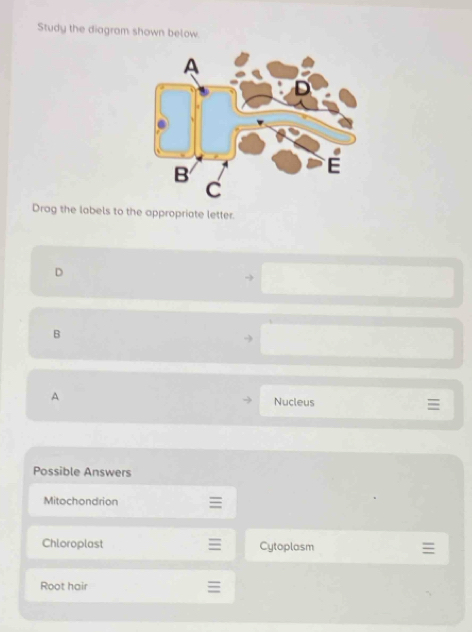 Study the diagram shown below.
Drag the labels to the appropriate letter.
D
B
A Nucleus 
Possible Answers
Mitochondrion
Chloroplast ≡ Cytoplasm
Root hair