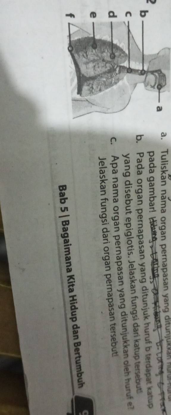 Tuliskān nama organ pernapasan yang ditunjukkán hurur hun 
Ipada gambar! 
b. Paḍa organ pernapasan yang ditunjuk huruf b terdapat katup 
yang disebut epiglotis. Jelaskan fungsi dari katup tersebut! 
c. Apa nama organ pernapasan yang ditunjukkan oleh huruf e? 
Jelaskan fungsi dari organ pernapasan tersebut! 
Bab 5 | Bagaimana Kita Hidup dan Bertumbuh