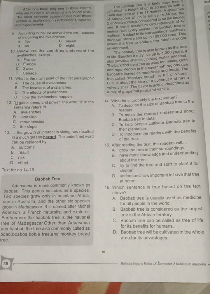 The baobab tree is a fairly large tree. it
After one haur, only one in three victims Text
who are buried in an avalanche is found alive. can reach a height of up to 30 metres with a
The most common cause of death of these trunk diametre of 7 to 11 metres. A specimen
victims is tsphyxiation (suffocation), wounds of Adansonia which is native to Africa, the 6
Glencoe baobab,is considered to be the largest n
tree. It has a maximum circumference of 47
and hypothermia
metres.During dry season,the baobab tree is
leafless. To adapt to its surroundings, baobab's
9 According to the text above,there are.causes
trunk can store water up to 100,000 litres. This
of triggering the avalanches
allows the tree to endure the harsh drought
A. five C seven
B six D. eight.
10 Below are the countries underwent the environment
The baobab tree is also known as the tree
avalanches, except..
of life. Besides it may live up to 1,200 years, it
A. France
also provides shelter, clothing, water, and food.
B. Europe
The bark and stem can be used for making cloth
C. Swiss
and rope.People in the savannah regions use
D. Canada
baobab's leaves as medicines and foods. The
11. What is the main point of the first paragraph? fruit.called "monkey bread", is full of vitamin
A. The cause of avalanches.
C. It is about the size of a coconut and has a
B The locations of avalanches
velvely shell. The flavor is acidic, described as
C The effects of avalanches.
a mix of grapefruit pear,and vanilla.
D. How the avalanches happen
12. “It gains speed and power” the word “it” in the 14. What for is probably the text written?
sentence refers to
A. To describe the size of Baobab tree to the
A. avalanches readers
B. landslide
B. To make the readers understand about
C mountainside Baobab tree in detail
D the slope C. To help people cultivate Baobab tree in
their plantation.
13. the growth of interest in skiing has resulted D. To introduce the readers with the benefits
in a much greater hazard. The underlined word
can be replaced by. of the tree.
A. outcome 15. After reading the text, the readers will...
B. result A. grow the tree in their surroundings.
C. risk B. have more klnowledge and understanding
D. effect about the tree.
Text for no 14-16 C. try to find the tree and start to plant it for
shelter
Baobab Tree D. understand how important to have that tree
at home.
Adansonia is more commonly known as
baobab This genus includes nine species. 16. Which sentence is true based on the text
above?
Two species grow only in mainland Africa.
one in Australia, and the other six species A. Baobab tree is usually used as medicine
grow in Madagascar. It is named after Michel for all people in the world.
Adanson, a French naturalist and explorer B. Baobab tree is considered as the largest
Furthermore,the baobab tree is the national
tree in the African territory.
tree of Madagascar.Other than Adansonia C. Baobab tree can be called as tree of life
and baobab,the tree also commonly called as
for its benefits for humans.
boab,boaboa,bottle tree,and monkey bread D. Baobab tree will be cultivated in the whole
tree.
area for its advantages.
38
Bahasa Inggris Kelas IX Šemester 2 Kurikulum Merdeka -