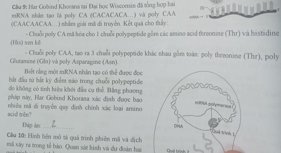 Har Gobind Khorana tại Đại học Wisconsin đã tổng hợp hai (3) 

mRNA nhân tạo là poly CA (CACACACA.) và poly CAA 
(CAACAACAA..) nhằm giải mã di truyền. Kết quả cho thấy: 
- Chuỗi poly CA mã hóa cho 1 chuỗi polypeptide gồm các amino acid threonine (Thr) và histidine 
(His) xen kẽ. 
- Chuỗi poly CAA, tạo ra 3 chuỗi polypeptide khác nhau gồm toàn: poly threonine (Thr), poly 
Glutamine (Gln) và poly Asparagine (Asn). 
Biết rằng một mRNA nhân tạo có thể được đọc 
bắt đầu từ bất kỳ điểm nào trong chuỗi polypeptide 
do không có tính hiệu khởi đầu cụ thể. Bằng phương 
pháp này, Har Gobind Khorana xác định được bao 
nhiêu mã di truyền quy định chính xác loại amino 
acid trên? 
Đáp án: _ 
Câu 10: Hình bên mô tả quá trình phiên mã và dịch 
mã xảy ra trong tế bào. Quan sát hình và dự đoán hai Quá trình 2