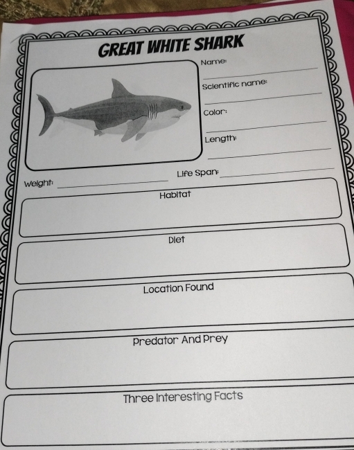 Great White Shark 
_ 
ame: 
_ 
cientific name 
_ 
olor: 
_ 
ength: 
Weight _ Life Span 
_ 
Habitat 
Diet 
Location Found 
Predator And Prey 
Three Interesting Facts