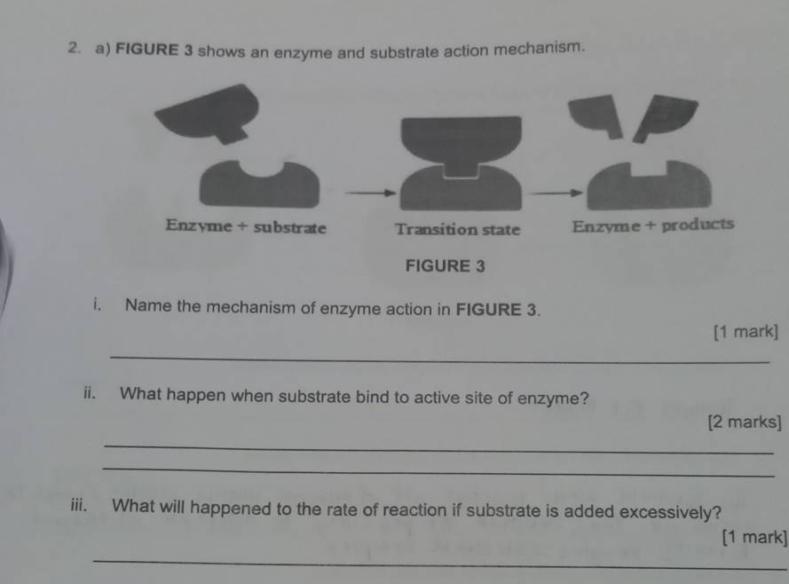 FIGURE 3 shows an enzyme and substrate action mechanism. 
i. Name the mechanism of enzyme action in FIGURE 3. 
[1 mark] 
_ 
ii. What happen when substrate bind to active site of enzyme? 
[2 marks] 
_ 
_ 
iii. What will happened to the rate of reaction if substrate is added excessively? 
_ 
[1 mark]