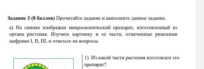 Βадание 3 (8 балловη Прочитайτе задание и выπлолните данное задание. 
а) На снимке изображен микроскопический препарат, изготовленный из 
органа растения. Изучите картинку и ее части, отмеченные римскими 
цифрами Ι, ΙI, ΙIΙ, и ответьте на вопрось. 
1) Из какой части растения изготовлен это 
препарат?