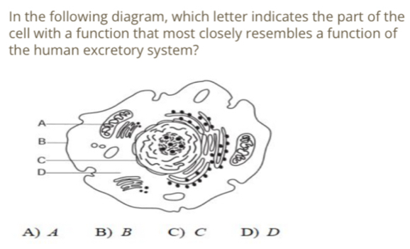 In the following diagram, which letter indicates the part of the
cell with a function that most closely resembles a function of
the human excretory system?
A) A B) B C) C D) D