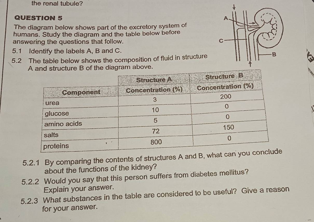 the renal tubule? 
QUESTION 5 
The diagram below shows part of the excretory system of 
humans. Study the diagram and the table below before 
answering the questions that follow. 
5.1 Identify the labels A, B and C. 
5.2 The table below shows the composition of fluid in structure 
above. 
5.2.1 By comparing the contents of structures A and B
about the functions of the kidney? 
5.2.2 Would you say that this person suffers from diabetes mellitus? 
Explain your answer. 
5.2.3 What substances in the table are considered to be useful? Give a reason 
for your answer.