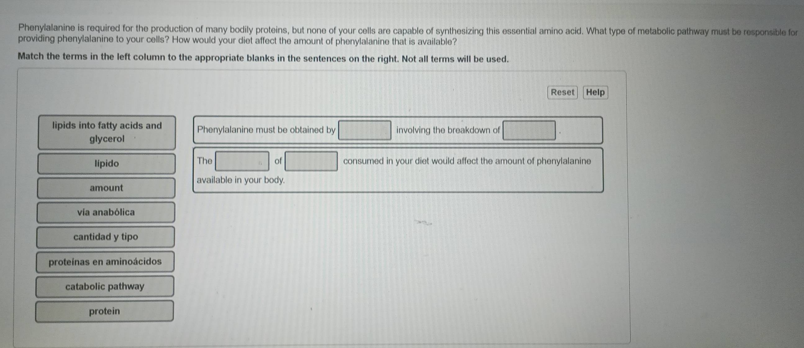 Phenylalanine is required for the production of many bodily proteins, but none of your cells are capable of synthesizing this essential amino acid. What type of metabolic pathway must be responsible for 
providing phenylalanine to your cells? How would your diet affect the amount of phenylalanine that is available? 
Match the terms in the left column to the appropriate blanks in the sentences on the right. Not all terms will be used. 
Reset Help 
lipids into fatty acids and Phenylalanine must be obtained by involving the breakdown of 
glycerol 
lípido The of consumed in your diet would affect the amount of phenylalanine 
available in your body. 
amount 
vía anabólica 
cantidad y tipo 
proteínas en aminoácidos 
catabolic pathway 
protein