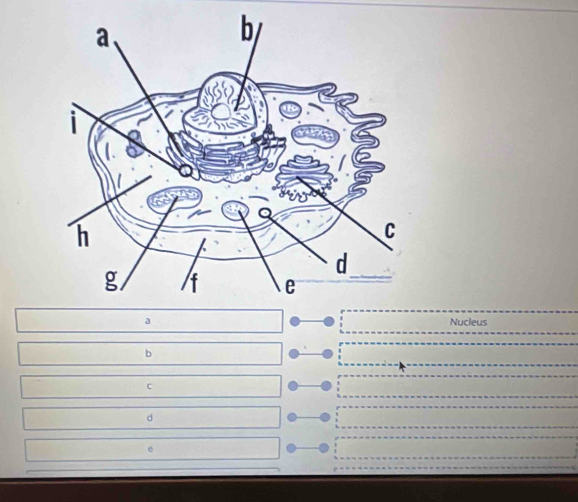 a Nucleus
b
c
d
e