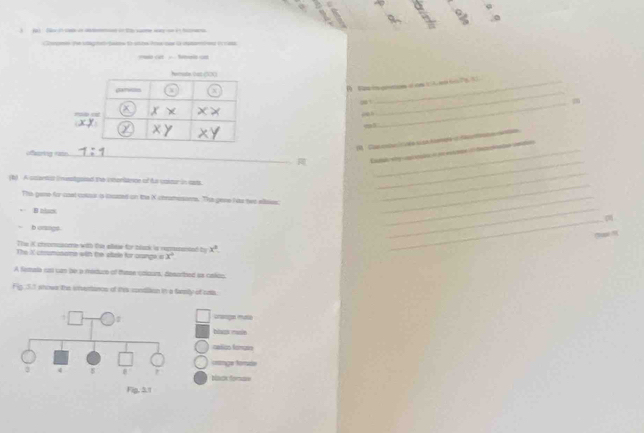 ja é a do Caa de amnd dt same way e é é ha 
Cnpm fr sag e taies to st Ars cas G detamiend in na 
Pala cet als c 
B t 
9 _ 
“ 
_ 
ml 
Ca e s ca Aamete d o e 
_ 
ofasring rate 
_ 
(b) A ccents instgated the interliance of he caitur in cat. 
_ 
_ 
_ 
This gene for casl volzur a incsed on the X chnemisoms. The gese has her elaes_ 
_ 
b orsngs 
_ 

The K crecmosome with the alese for black is vemerented by x°
The X coumossme with the stale for crange o x°
A female ca uan be a medure of these caizum, desarzed as calos 
Fip 31 whow the inveranos of this vonditon in a famly of us 
cnesagas mato 
blaux masie 
cetico fançan 
crnga forada
3 4 8 Nack fomas 
Fig,51