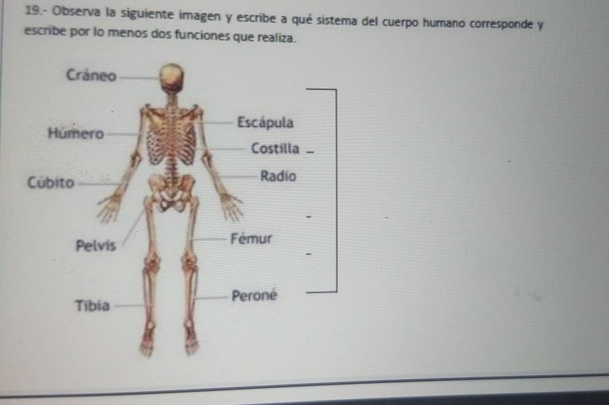 19.- Observa la siguiente imagen y escribe a qué sistema del cuerpo humano corresponde y 
escribe por lo menos dos funciones que realiza.