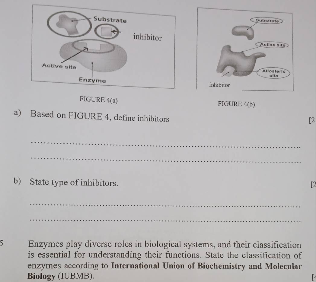 FIGURE 4(a) FIGURE 4(b) 
a) Based on FIGURE 4, define inhibitors 
[2 
_ 
_ 
b) State type of inhibitors. [2 
_ 
_ 
Enzymes play diverse roles in biological systems, and their classification 
is essential for understanding their functions. State the classification of 
enzymes according to International Union of Biochemistry and Molecular 
Biology (IUBMB).