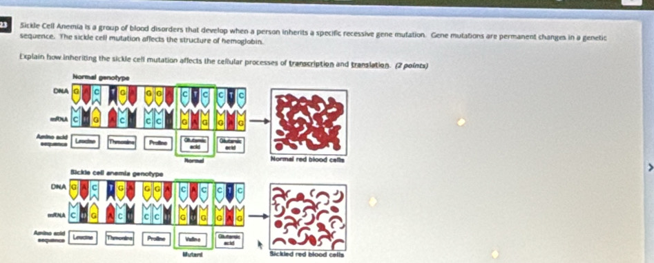 Sickle Cell Anemia is a group of blood disorders that develop when a person inherits a specific recessive gene mutation. Gene mutations are permanent changes in a genetic 
sequence. The sickle cell mutation affects the structure of hemoglobin. 
Explain how inheriting the sickle cell mutation affects the cellular processes of transcription and translation. (2 points)