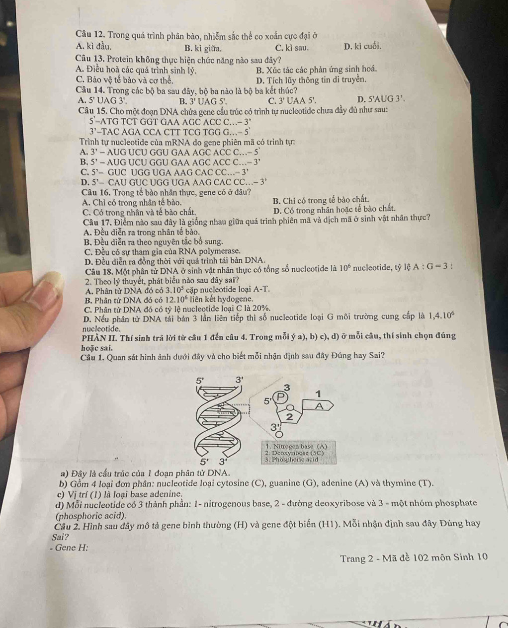 Trong quá trình phân bảo, nhiễm sắc thể co xoắn cực đại ở
A. kì đầu. B. kì giữa. C. kì sau. D. kì cuối.
Câu 13. Protein không thực hiện chức năng nào sau đây?
A. Điều hoà các quá trình sinh lý. B. Xúc tác các phản ứng sinh hoá.
C. Bảo vệ tế bào và cơ thể. D. Tích lũy thông tin di truyền.
Câu 14. Trong các bộ ba sau đây, bộ ba nào là bộ ba kết thúc?
A. 5'UAG3' B. 3'UAGS'. C. 3'U JAA 5' D. 5'AU G3'.
Câu 15. Cho một đoạn DNA chứa gene cấu trúc có trình tự nucleotide chưa đầy đủ như sau:
5'-ATG TCT GGT GAA AGC ACCC...-3
3’-TAC AGA CCA CTT TCG TGG G…- 5
Trình tự nucleotide của mRNA do gene phiên mã có trình tự:
A. 3' - AUG UCU GGU GAA AGC ACC C...-5
B. 5'- AUG UCU GGU GAA AGC ACC C...-3^,
C. 5^,- GUC UGG UGA AAG CAC CC...-3^,
D. 5'- CAU GUC UGG UGA AAG CAC CC..-3^,
Câu 16. Trong tế bào nhân thực, gene có ở đâu?
A. Chỉ có trong nhân tế bào. B. Chỉ có trong tế bào chất.
C. Có trong nhân và tế bào chất. D. Có trong nhân hoặc tế bào chất.
Câu 17. Điểm nào sau đây là giống nhau giữa quá trình phiên mã và dịch mã ở sinh vật nhân thực?
A. Đều diễn ra trong nhân tế bào.
B. Đều diễn ra theo nguyên tắc bổ sung.
C. Đều có sự tham gia của RNA polymerase.
D. Đều diễn ra đồng thời với quá trình tái bản DNA.
Câu 18. Một phân tử DNA ở sinh vật nhân thực có tổng số nucleotide là 10^6 nucleotide, tỷ lệ A:G=3 :
2. Theo lý thuyết, phát biểu nào sau đây sai?
A. Phân tử DNA đó có 3.10^5 cặp nucleotide loại A-T.
B. Phân tử DNA đó có 12.10^6 liên kết hydogene.
C. Phân tử DNA đó có tỷ lệ nucleotide loại C là 20%.
D. Nếu phân tử DNA tải bản 3 lần liên tiếp thì số nucleotide loại G môi trường cung cấp là 1,4.10^6
nucleotide.
PHÀN II. Thí sinh trả lời từ câu 1 đến câu 4. Trong mỗi ý a), b) c), d) ở mỗi câu, thí sinh chọn đúng
hoặc sai.
Câu 1. Quan sát hình ảnh dưới đây và cho biết mỗi nhận định sau đây Đúng hay Sai?
a) Đây là cấu trúc của 1 đoạn phân tử DNA.
b) Gồm 4 loại đơn phân: nucleotide loại cytosine (C), guanine (G), adenine (A) và thymine (T).
c) Vị trí (1) là loại base adenine.
d) Mỗi nucleotide có 3 thành phần: 1- nitrogenous base, 2 - đường deoxyribose và 3 - một nhóm phosphate
(phosphoric acid).
Câu 2. Hình sau đây mô tả gene bình thường (H) và gene đột biến (H1). Mỗi nhận định sau đây Đúng hay
Sai?
- Gene H:
Trang 2 - Mã đề 102 môn Sinh 10