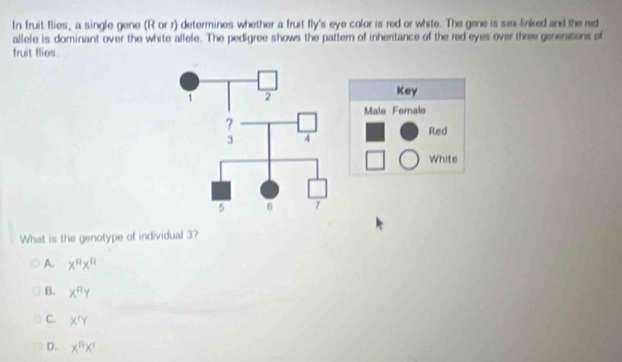 In fruit flies, a single gene (R or r) determines whether a fruit fly's eye color is red or white. The gene is sex-linked and the red
allele is dominant over the white allele. The pedigree shows the pattern of inhertance of the red eyes over three generations of
fruit flies.
Key
Male Fernalo
Red
White
What is the genotype of individual 3?
A. x^nx^n
B. x^ny
C. X'Y
D. x^nx^r