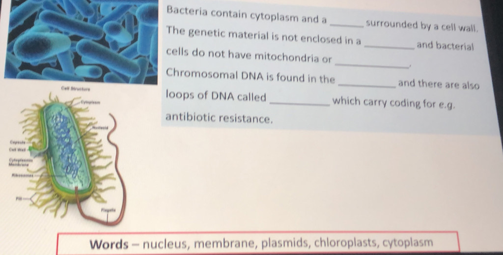 cteria contain cytoplasm and a _surrounded by a cell wall. 
e genetic material is not enclosed in a and bacterial 
_ 
lls do not have mitochondria or 
romosomal DNA is found in the and there are also 
loops of DNA called _which carry coding for e.g. 
antibiotic resistance. 
Words - nucleus, membrane, plasmids, chloroplasts, cytoplasm