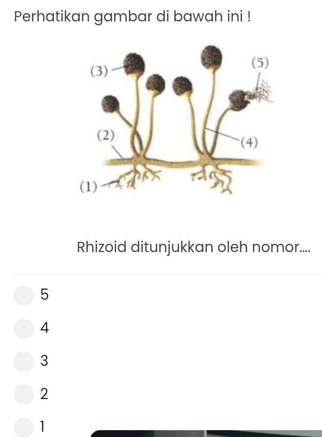 Perhatikan gambar di bawah ini !
Rhizoid ditunjukkan oleh nomor....
5
4
3
2
1