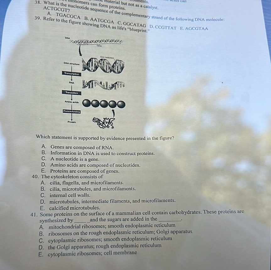 Unments. Mcos can
e material but not as a catalyst.
monomers can form proteins.
ACTGCGT?
38. What is the nucleotide sequence of the complementary strand of the following DNA molecule
A. TGACGCA B. AATGCGA C. GGCATAG D. CCGTTAT E. AGCGTAA
39. Refer to the figure showing DNA as life's “blueprint.”
DNA
DNA structure
Tr
Amino acida
Protein
Which statement is supported by evidence presented in the figure?
A. Genes are composed of RNA.
B. Information in DNA is used to construct proteins.
C. A nucleotide is a gene.
D. Amino acids are composed of nucleotides.
E. Proteins are composed of genes.
40. The cytoskeleton consists of
A. cilia, flagella, and microfilaments.
B. cilia, microtubules, and microfilaments.
C. internal cell walls.
D. microtubules, intermediate filaments, and microfilaments.
E. calcified microtubules.
41. Some proteins on the surface of a mammalian cell contain carbohydrates. These proteins are
synthesized by _and the sugars are added in the _.
A. mitochondrial ribosomes; smooth endoplasmic reticulum
B. ribosomes on the rough endoplasmic reticulum; Golgi apparatus
C. cytoplasmic ribosomes; smooth endoplasmic reticulum
D. the Golgi apparatus; rough endoplasmic reticulum
E. cytoplasmic ribosomes; cell membrane