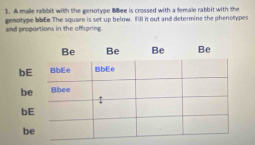 A male rabbit with the genotype BBee is crossed with a female rabbit with the 
genotype boEe The square is set up below. Fill it out and determine the phenotypes 
and proportions in the offspring.