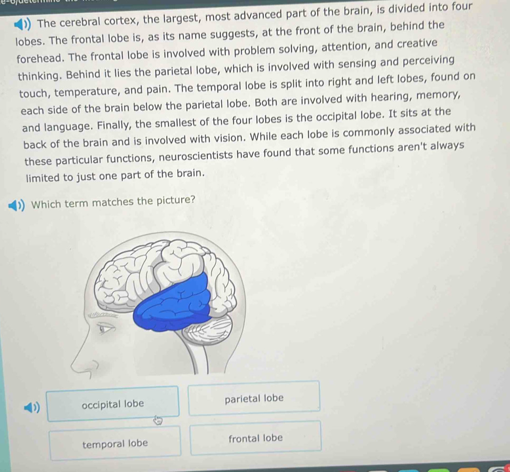 Solved: The cerebral cortex, the largest, most advanced part of the ...