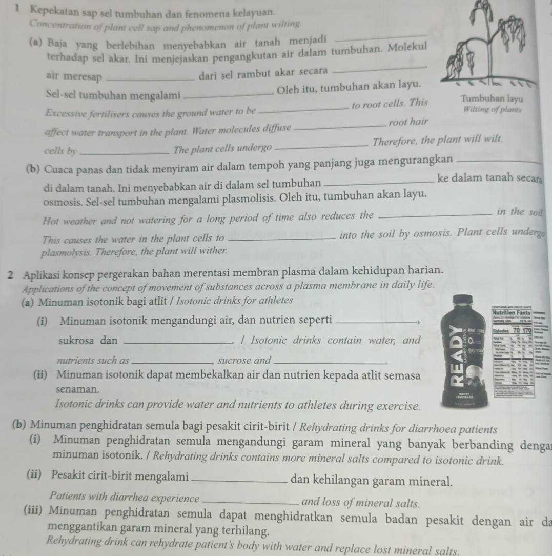 Kepekatan sap sel tumbuhan dan fenomena kelayuan.
Concentration of plant cell sap and phenomenon of plant wilting.
(a) Baja yang berlebihan menyebabkan air tanah menjadi
_
_
terhadap sel akar. Ini menjejaskan pengangkutan air dalam tumbuhan. Molekul
air meresap_
dari sel rambut akar secara
Oleh itu, tumbuhan akan layu.
Sel-sel tumbuhan mengalami _Tumbuhan layu
Excessive fertilisers causes the ground water to be _to root cells. This
Wilting of plants
affect water transport in the plant. Water molecules diffuse _root hair
cells by_ The plant cells undergo _Therefore, the plant will wilt.
(b) Cuaca panas dan tidak menyiram air dalam tempoh yang panjang juga mengurangkan_
di dalam tanah. Ini menyebabkan air di dalam sel tumbuhan_
ke dalam tanah secar
osmosis. Sel-sel tumbuhan mengalami plasmolisis. Oleh itu, tumbuhan akan layu.
Hot weather and not watering for a long period of time also reduces the_
in the soil
This causes the water in the plant cells to _into the soil by osmosis. Plant cells underg
plasmolysis. Therefore, the plant will wither.
2 Aplikasi konsep pergerakan bahan merentasi membran plasma dalam kehidupan harian.
Applications of the concept of movement of substances across a plasma membrane in daily life.
(a) Minuman isotonik bagi atlit / Isotonic drinks for athletes
(i) Minuman isotonik mengandungi air, dan nutrien seperti_
sukrosa dan _. | Isotonic drinks contain water, and
nutrients such as _sucrose and_
(ii) Minuman isotonik dapat membekalkan air dan nutrien kepada atlit semasa
senaman.
Isotonic drinks can provide water and nutrients to athletes during exercise.
(b) Minuman penghidratan semula bagi pesakit cirit-birit / Rehydrating drinks for diarrhoea patients
(i) Minuman penghidratan semula mengandungi garam mineral yang banyak berbanding dengar
minuman isotonik. / Rehydrating drinks contains more mineral salts compared to isotonic drink.
(ii) Pesakit cirit-birit mengalami _dan kehilangan garam mineral.
Patients with diarrhea experience _and loss of mineral salts.
(iii) Minuman penghidratan semula dapat menghidratkan semula badan pesakit dengan air da
menggantikan garam mineral yang terhilang.
Rehydrating drink can rehydrate patient's body with water and replace lost mineral salts.