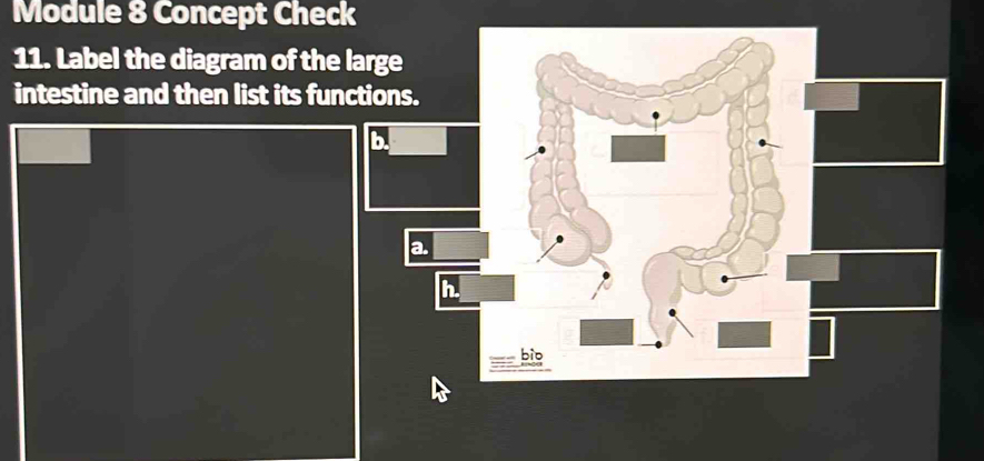 Solved: Module 8 Concept Check 11. Label the diagram of the large ...