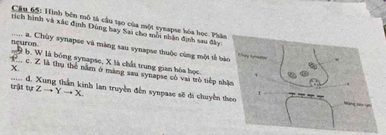 Hình bên mô tả cầu tạo của một synapse hóa học. Phân
_tích hình và xác định Đúng hay Sai cho mỗi nhận định sau đây
neuron.
a. Chùy synapse và màng sau synapse thuộc cùng một tế bà
à b. W là bóng synapse, X là chất trung gian hóa học.
X.
c. Z là thụ thể nằm ở màng sau synapse có vai trò tiếp nh
trật tự Z → Y → X. d. Xung thần kinh lan truyền đến synpase sẽ di chuyển th