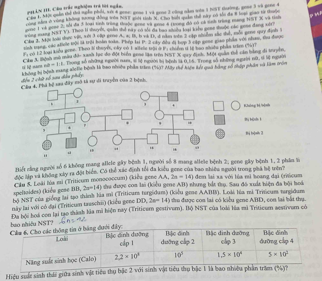 PHẢN III. Câu trắc nghiệm trã lời ngắn.
Câu 1. Một quần thể thủ ngẫu phối, xét 4 gene: gene 1 và gene 2 cũng nằm trên 1 NST thường, gene 3 và gene 4
cùng nằm ở vùng không tương đồng trên NST giới tính X. Cho biết quần thể này có tối đa 8 loại giao tứ thuộc
gene 1 và gene 2; tổi đa 5 loại tính trùng thuộc genc và gene 4 (trong đó có cá tinh trùng mang NST X và tinh p Hä
trùng mang NST Y). Theo lí thuyết, quần thể này có tối đa bao nhiều loại kiểu gene thuộc các gene đang xéth
Câu 2. Một loài thực vật, xét 3 cặp gene A, a; B, b và D, đ năm trên 2 cập nhiễm sắc thể, môi gene quy định 1
tính trạng, các allele trội là trội hoàn toàn. Phép lai P: 2 cây đều dị hợp 3 cặp gene giao phần với nhau, thu được
F_1 có 12 loại kiểu gene. Theo lí thuyết, cây có 1 allele trội ở F_1 chiếm tỉ lệ bao nhiêu phần trăm (%)?
Câu 3. Bệnh mù màu đò- xanh lục do đột biển gene lặn trên NST X quy định. Một quần thể cần bằng di truyền,
ti lệ nam nhat (=1:1 , Trong số những người nam, tỉ lệ người bị bệnh là 0,16. Trong số những người nữ, tỉ lệ người
không bị bệnh mang alelle bệnh là bao nhiêu phần trăm (%)? Hãy thể hiện kết quả bằng số thập phần và làm trôn
đến 2 chữ số sau dấu phẩy.
Câu 4. Phả hệ sau đây mô tả sự di truyền của 2 bệnh.
Không bị bệnh
Bị bệnh 1
Bị bệnh 2
Biết rằng người số 6 không mang allele gây bệnh 1, người số 8 mang allele bệnh 2; gene gây bệnh 1, 2 phân li
độc lập và không xảy ra đột biến. Có thể xác định tối đa kiểu gene của bao nhiêu người trong phả hệ trên?
Câu 5. Loài lúa mì (Triticum monococcum) (kiều gene AA, 2n=14) đem lai xa với lúa mì hoang dại (riticum
speltoides) (kiểu gene BB, 2n=14) thu được con lai (kiều gene AB) nhưng bất thụ. Sau đó xuất hiện đa bội hoá
bộ NST của giống lai tạo thành lúa mì (Triticum turgidum) (kiểu gene AABB). Loài lúa mì Triticum turgidum
này lai với cỏ dại (Triticum tauschii) (kiểu gene DD, 2n=14) thu được con lai có kiểu gene ABD, con lai bất thụ.
Đa bội hoá con lại tạo thành lúa mì hiện nay (Triticum gestivum). Bộ NST của loài lúa mì Triticum aestivum có
bao nhiêu NST?
Hiệu suất sinh thái giữa sinh vật tiêu thụ bậc