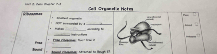 Cells Chapter 7-2 
Bound ribosomes: Attached to Rough ER