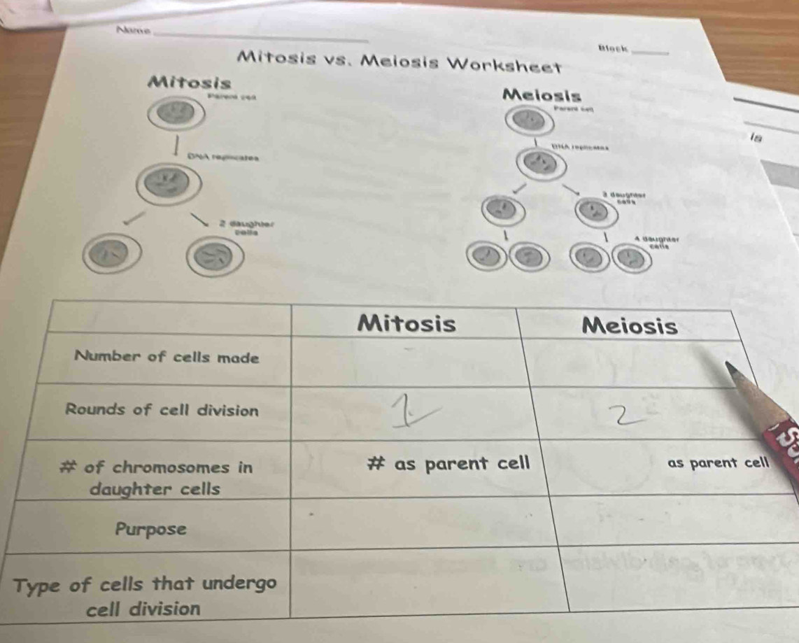 Narvs_ Block_ 
Mitosis vs. Meiosis Worksheet 

is 
T