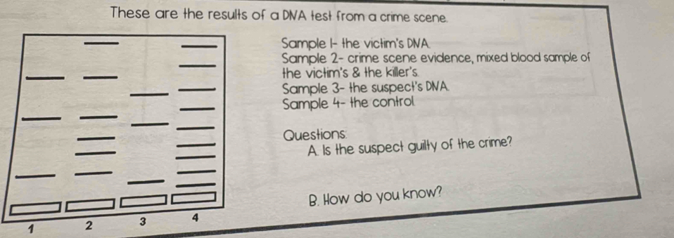 These are the results of a DIVA test from a crime scene. 
Sample I- the victim's DIVA. 
Sample 2 - crime scene evidence, mixed blood sample of 
the victim's & the killer's. 
Sample 3- the suspect's DIVA. 
Sample 4- the control. 
Questions 
A. Is the suspect guilty of the crime? 
B. How do you know? 
1