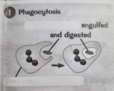 Phagocytosis 
engulfed