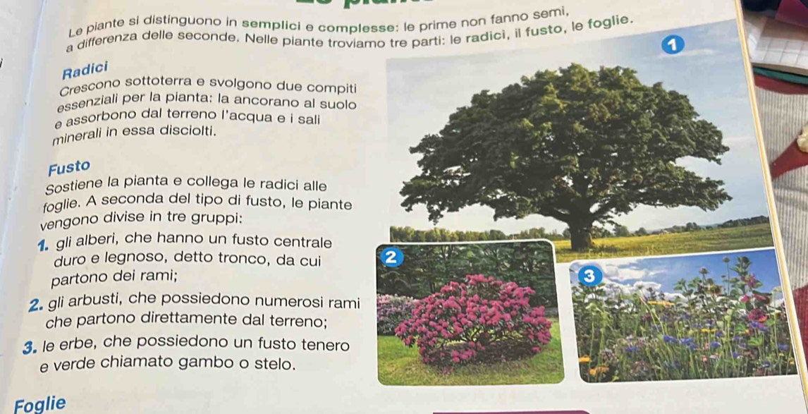 Le piante si distinguono in semplici e complesse: le prime non fanno semi, 
a differenza delle seconde. Nelle piante troviamo tre parti: le radicì, il fusto, le foglie. 
1 
Radici 
Crescono sottoterra e svolgono due compiti 
essenziali per la pianta: la ancorano al suolo 
e assorbono dal terreno l'acqua e i sali 
minerali in essa disciolti. 
Fusto 
Sostiene la pianta e collega le radici alle 
foglie. A seconda del tipo di fusto, le piante 
vengono divise in tre gruppi: 
gli alberi, che hanno un fusto centrale 
duro e legnoso, detto tronco, da cui 
partono dei rami; 
2. gli arbusti, che possiedono numerosi ram 
che partono direttamente dal terreno; 
3. le erbe, che possiedono un fusto tenero 
e verde chiamato gambo o stelo. 
Foglie