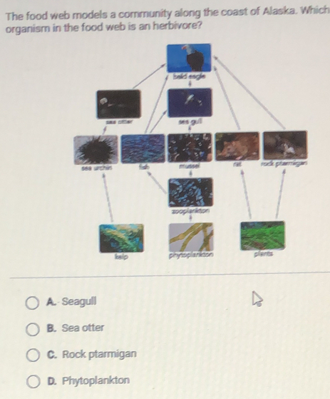 The food web models a community along the coast of Alaska. Which
organism in the food web is an herbivore?
huld sagle
Sa ca ses guiì
sea urchin mysse rs pe rágn
sooplanition
kellp phydsplanttion plants
A. Seagull
B. Sea otter
C. Rock ptarmigan
D. Phytoplankton