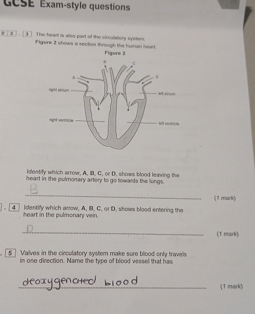 GCSE Exam-style questions 
0 3].[3] The heart is also part of the circulatory system. 
Figure 2 shows a section through the human heart. 
Identify which arrow, A, B, C, or D, shows blood leaving the 
heart in the pulmonary artery to go towards the lungs. 
_ 
(1 mark) 
] . [4] Identify which arrow, A, B, C, or D, shows blood entering the 
heart in the pulmonary vein. 
_ 
(1 mark) 
5 Valves in the circulatory system make sure blood only travels 
in one direction. Name the type of blood vessel that has 
_(1 mark)